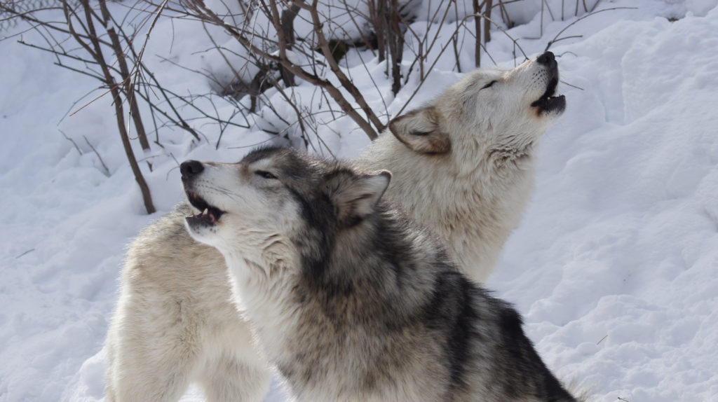 Yamnuska Wolfdog sanctuary in Alberta